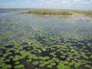 PICTURES/Everglades Air-Boat Ride/t_IMG_9004.JPG